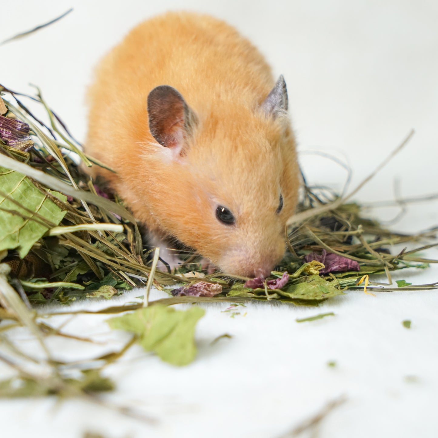 小動物の天然副菜 ミックスハーブパック