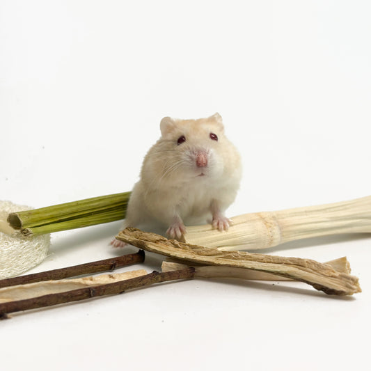 小動物用歯磨きミックスパック