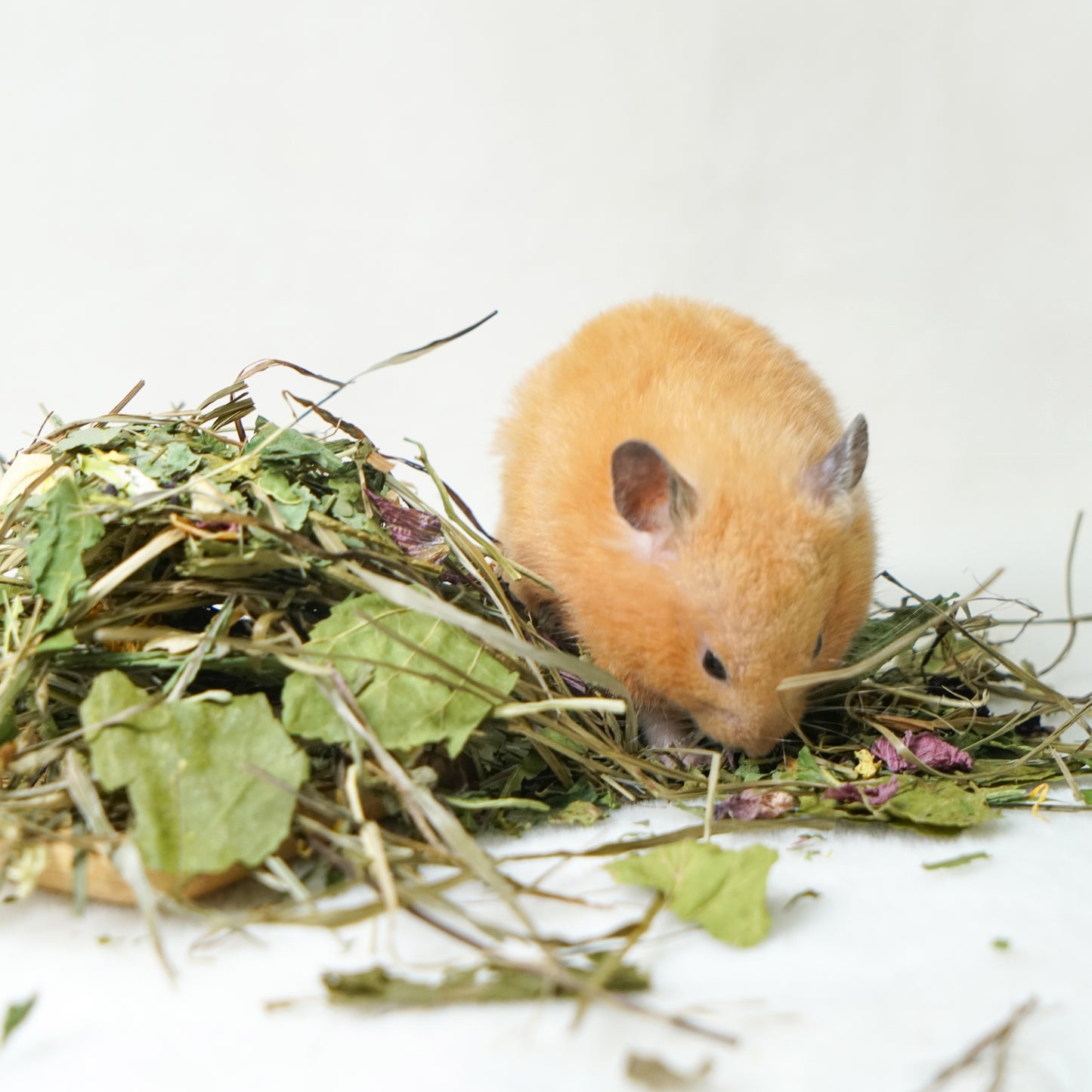 小動物の天然副菜 ミックスハーブパック