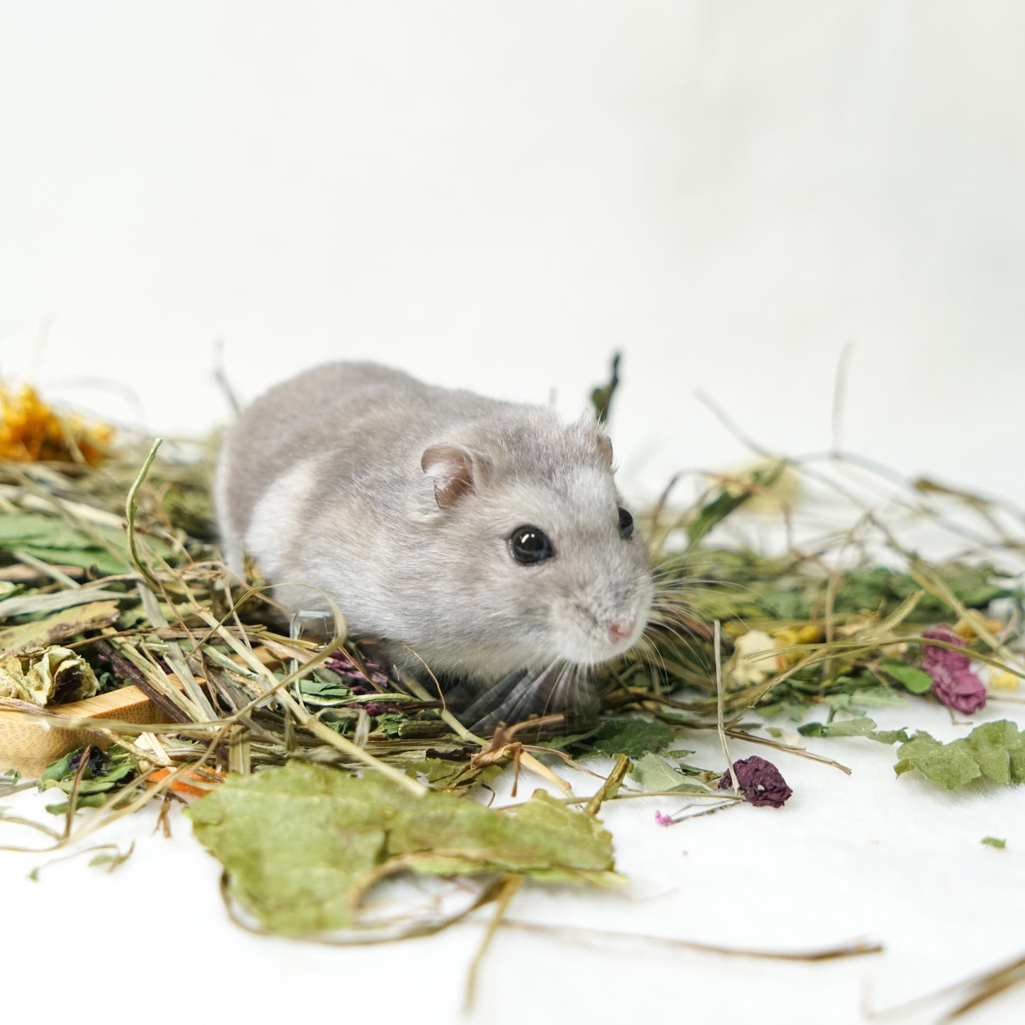 小動物の天然副菜 ミックスハーブパック