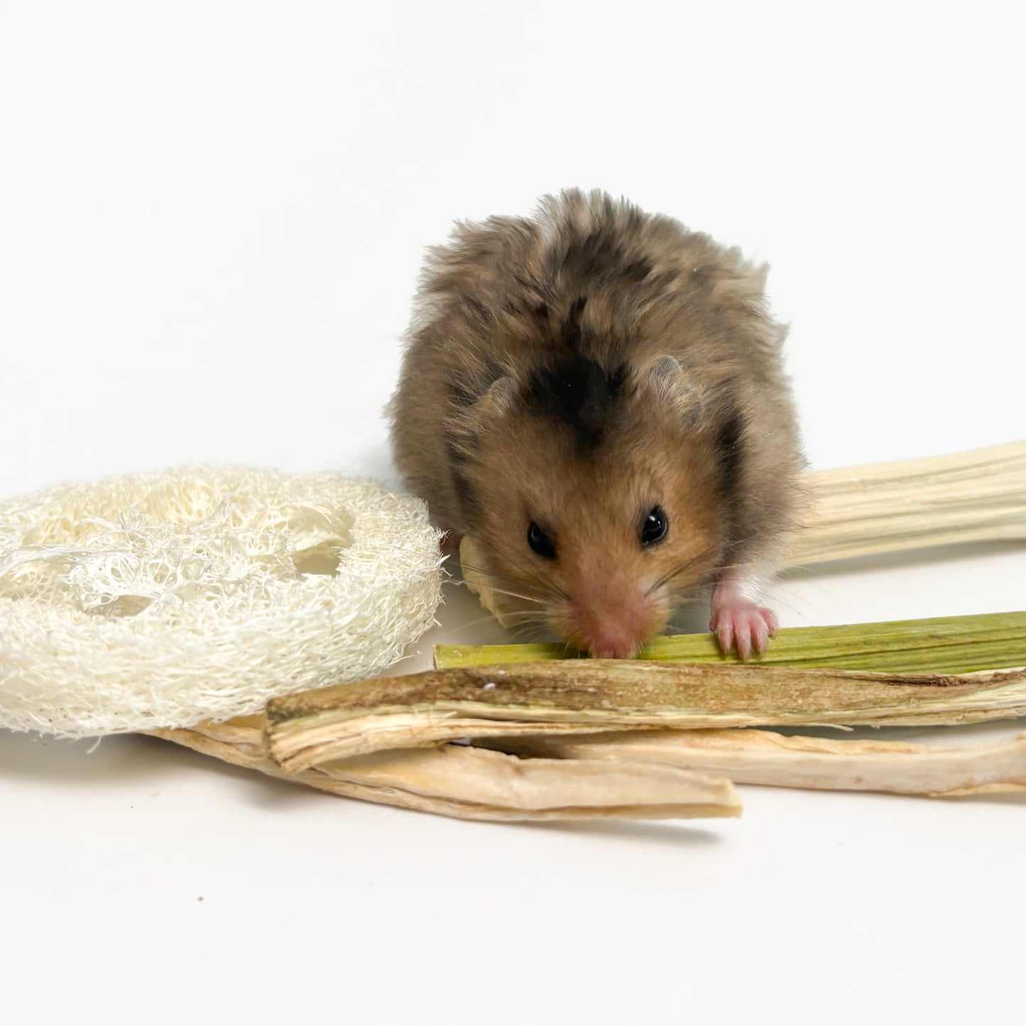 小動物用歯磨きミックスパック